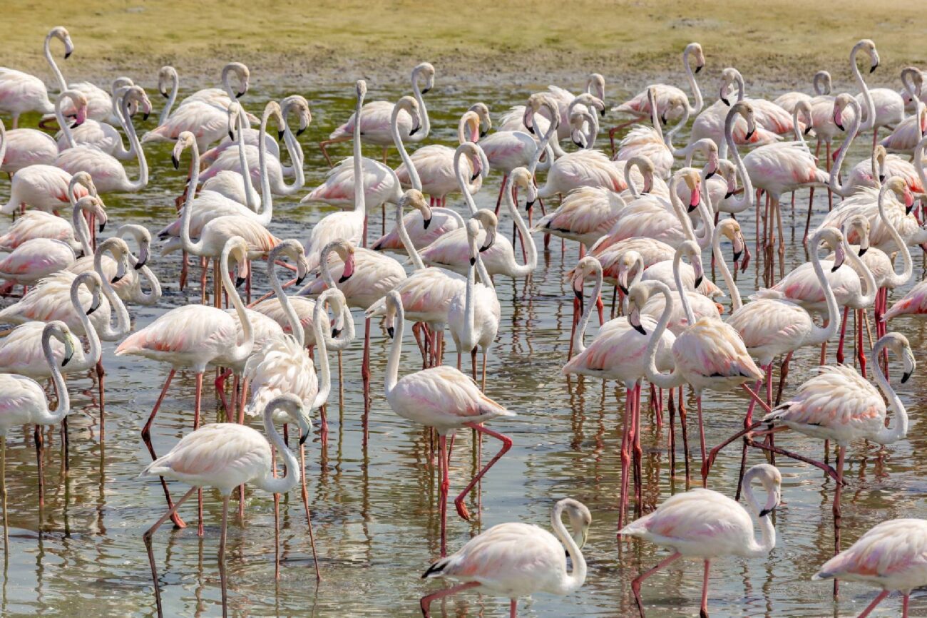 Creek Park Bird Show