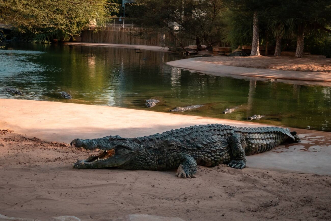 Dubai Crocodile Park