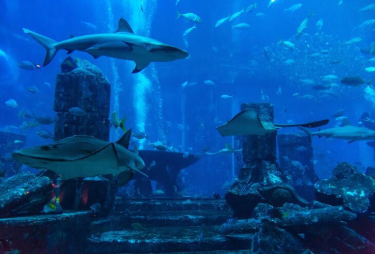 Dubai Aquarium Underwater Zoo