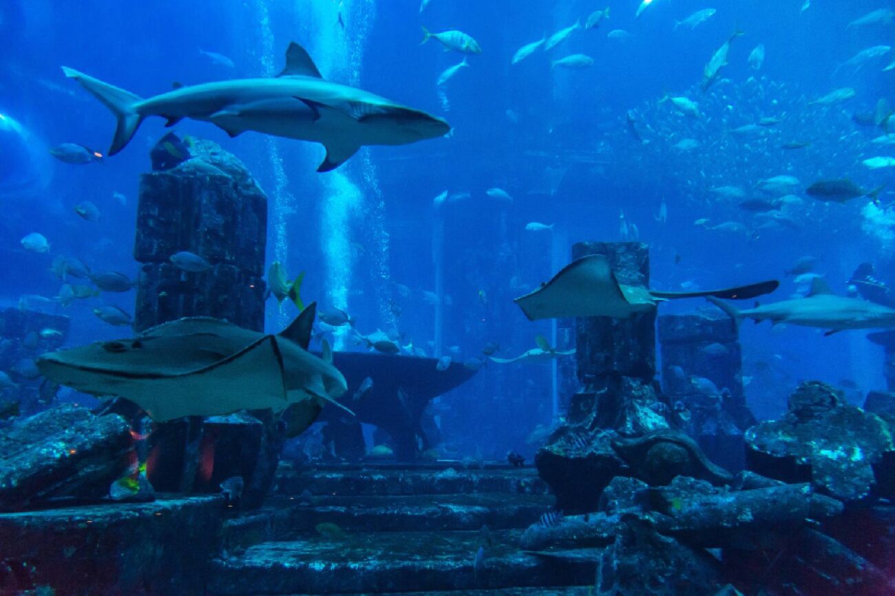 Dubai Aquarium Underwater Zoo